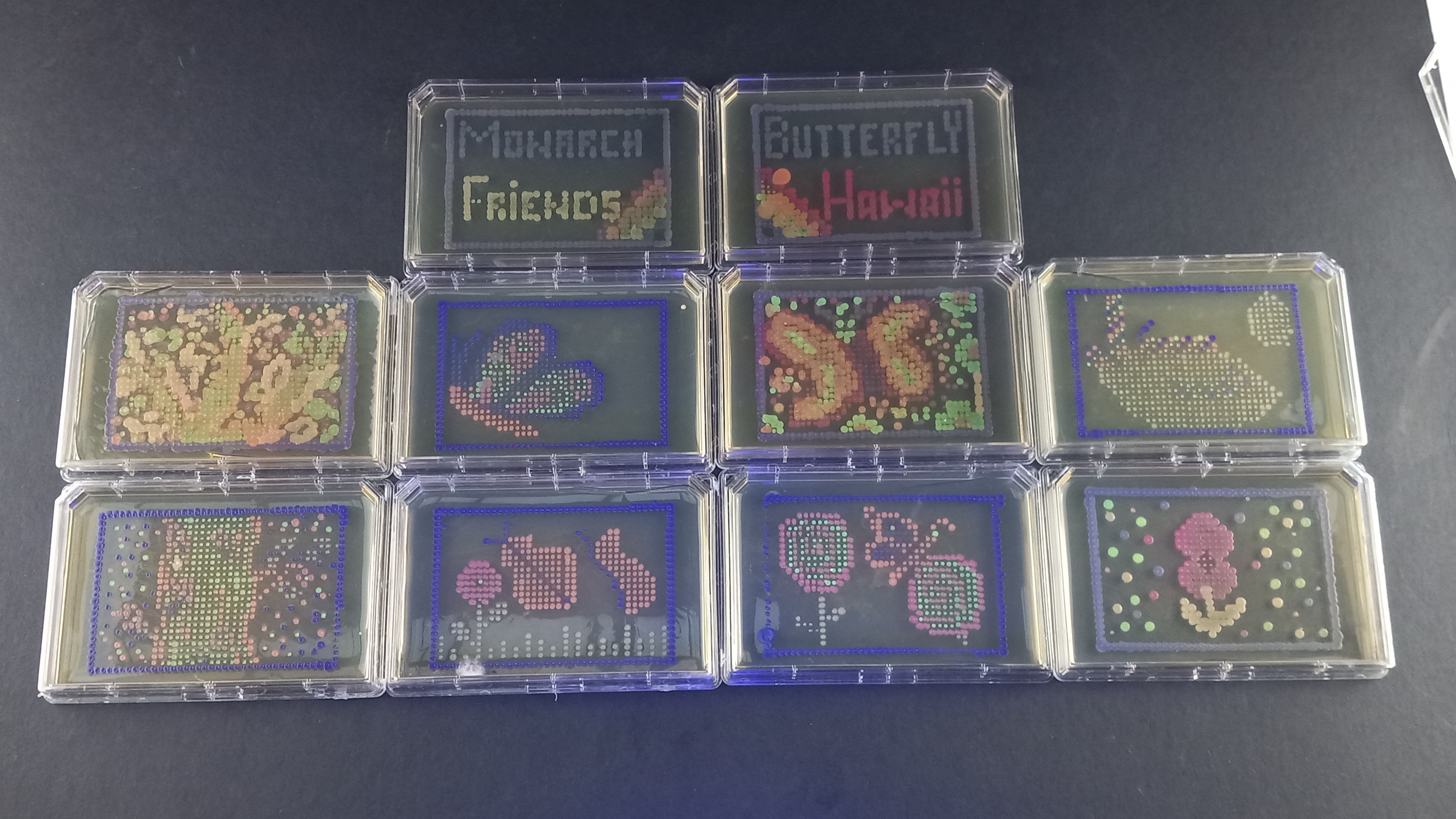Monarchs Are Our Friends (pt1) - 2nd place in the 2021 ASM Agar Art Contest (non-professional category)