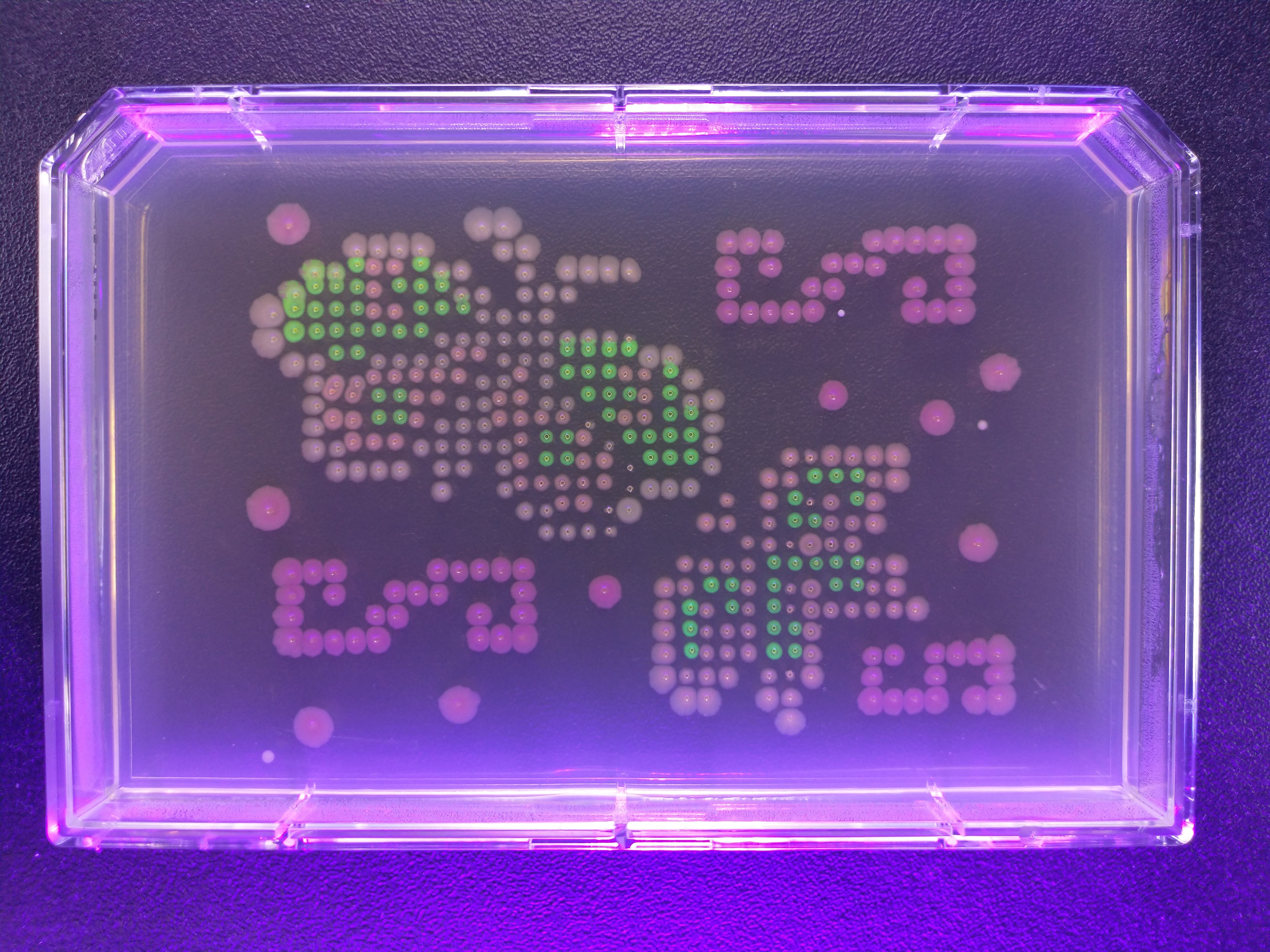 Butterflies (With Blacklight)