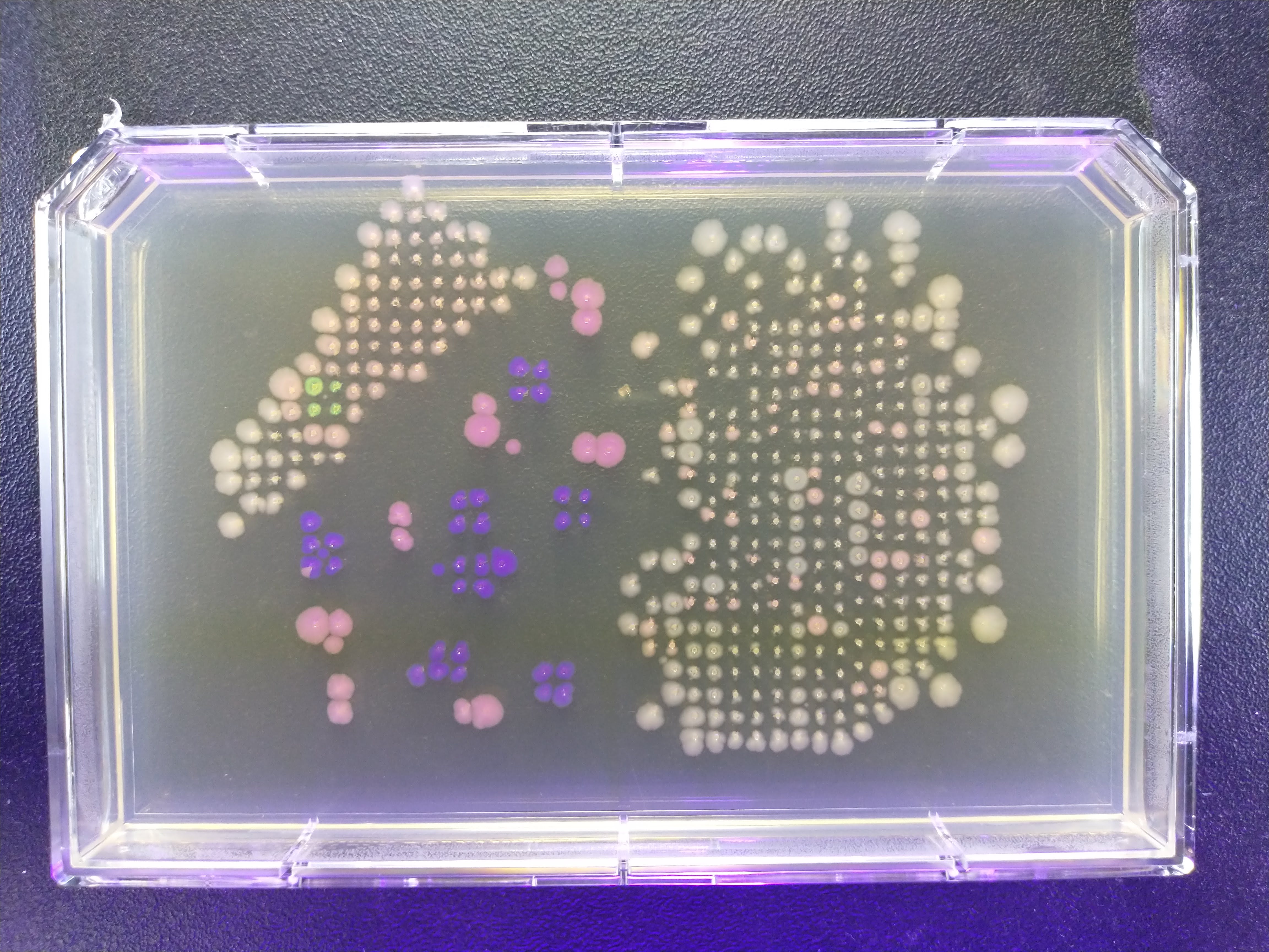 nectar microbes and a plant